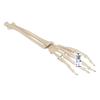 3B Scientific A41 Hand Skeleton w/portions of Ulna a. rad. Wire Mount - 3B Smart Anatomy view 1