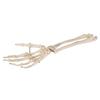 3B Scientific A41 Hand Skeleton w/portions of Ulna a. rad. Wire Mount - 3B Smart Anatomy view 2