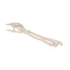 3B Scientific A41 Hand Skeleton w/portions of Ulna a. rad. Wire Mount - 3B Smart Anatomy view 4