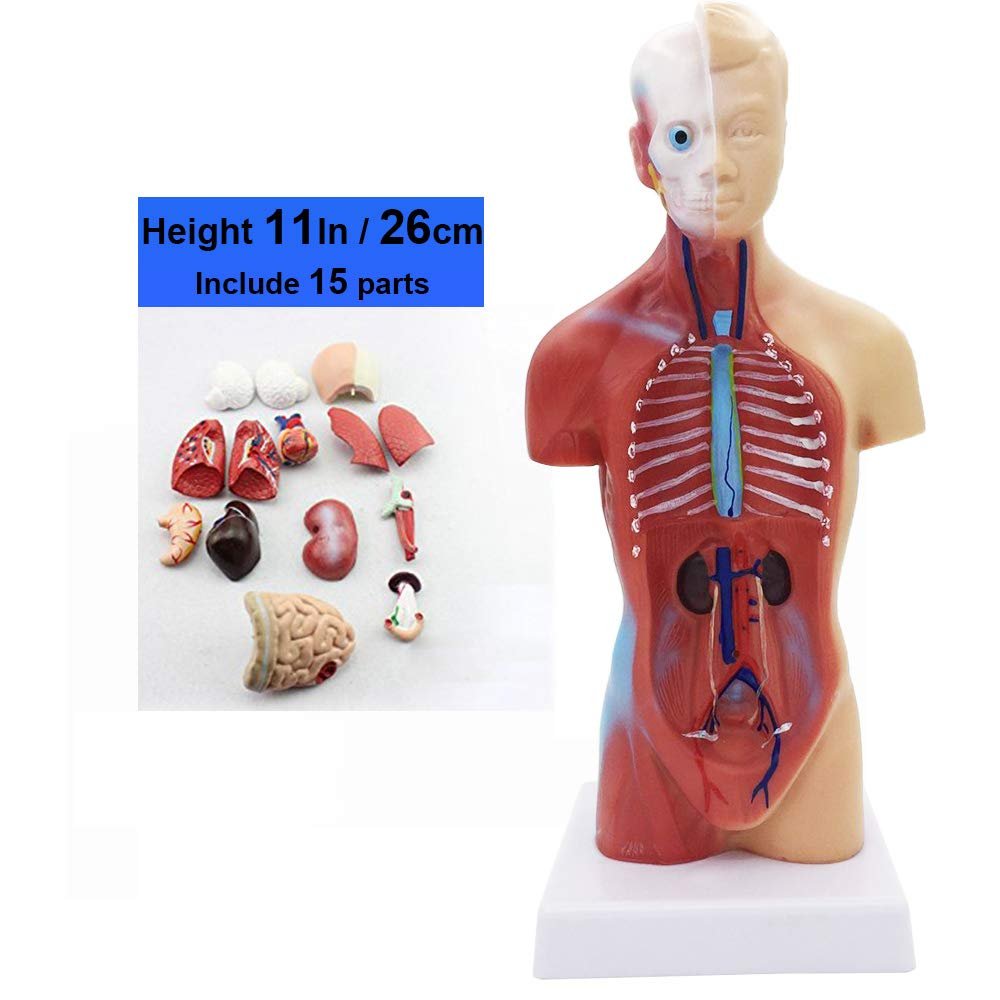 15 Parts Primary and Secondary School Education of 26cm / 10.24in Torso Model Human Anatomy Organ Structure Model