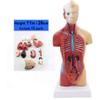 15 Parts Primary and Secondary School Education of 26cm / 10.24in Torso Model Human Anatomy Organ Structure Model view 1
