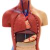 15 Parts Primary and Secondary School Education of 26cm / 10.24in Torso Model Human Anatomy Organ Structure Model view 2