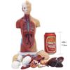 15 Parts Primary and Secondary School Education of 26cm / 10.24in Torso Model Human Anatomy Organ Structure Model view 3