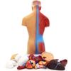 15 Parts Primary and Secondary School Education of 26cm / 10.24in Torso Model Human Anatomy Organ Structure Model view 4