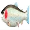 4pc ( BULK LOT ) Realistic Jumbo Size Fake 13 inch Rubber Trout Fish view 1