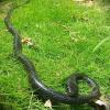 Yoogeer 47 Inches Rubber Lifelike Snakes Scary Gag Gift Incredible Creatures Chain Snakes Rain Forest Snake Toys Wild Life Snakes view 1