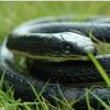 Yoogeer 47 Inches Rubber Lifelike Snakes Scary Gag Gift Incredible Creatures Chain Snakes Rain Forest Snake Toys Wild Life Snakes view 4