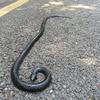 COTOSEY 53" Rubber Snake Realistic Fake Snakes Toy for Fool's Day Pranks Halloween view 2