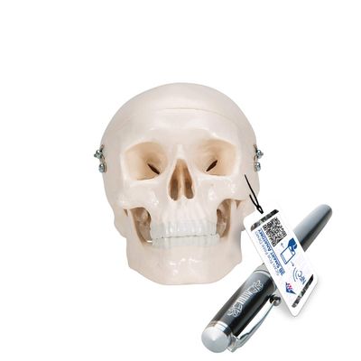 3B Scientific A18/15 Mini Skull - 3B Smart Anatomy