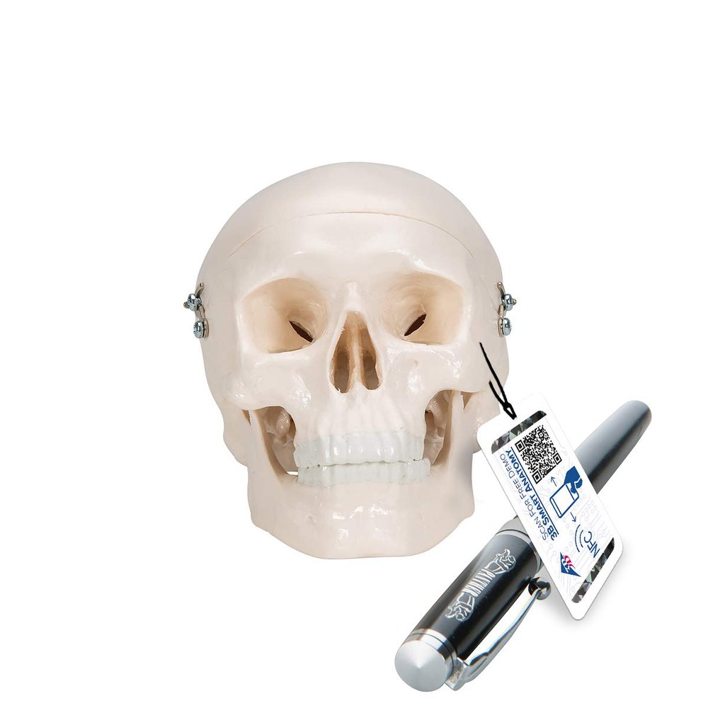 3B Scientific A18/15 Mini Skull - 3B Smart Anatomy