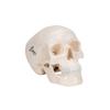 3B Scientific A18/15 Mini Skull - 3B Smart Anatomy view 2