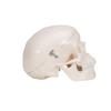 3B Scientific A18/15 Mini Skull - 3B Smart Anatomy view 3