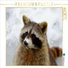 CALVENDO Puzzle Raccoon in The Snow 1000 Pieces 64 x 48 cm from Antje Lindert-Rottke view 1