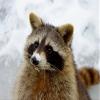 CALVENDO Puzzle Raccoon in The Snow 1000 Pieces 64 x 48 cm from Antje Lindert-Rottke view 2