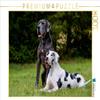 CALVENDO Puzzle Great Dane 2017 1000 Pieces 64 x 48 cm from Sista-Tierfoto view 1