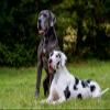 CALVENDO Puzzle Great Dane 2017 1000 Pieces 64 x 48 cm from Sista-Tierfoto view 2