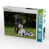 CALVENDO Puzzle Great Dane 2017 1000 Pieces 64 x 48 cm from Sista-Tierfoto view 4