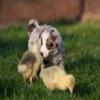 Puzzle All My Little Geese view 3