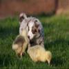 Puzzle All My Little Geese view 4