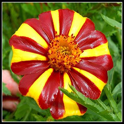 Jolly Jester Marigold