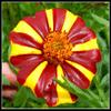 Jolly Jester Marigold view 1