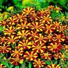 Jolly Jester Marigold view 2