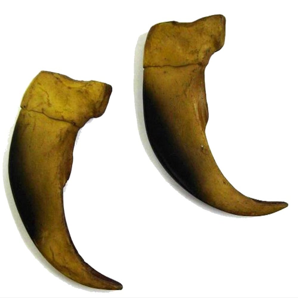 1- LARGE 3 inch Bulk Sythentic BLACK Bear Claws