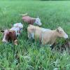 Safari Ltd. Guernsey Cow Figurine - Lifelike 5" Farm Animal Figure - Educational Toy for Boys, Girls, and Kids Ages 3+ view 2