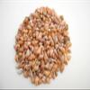 1/2 lb (1000+) Beautiful Tiny Peach Melissa Mini Shells Seashells (1/4"-1/2") Beach Craft Hobby Nautical view 1