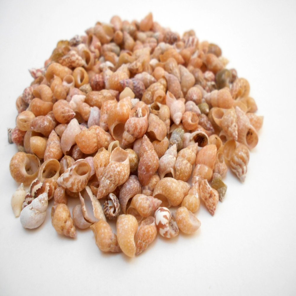1/4lb (500+) Beautiful Tiny Peach Melissa Mini Shells Seashells (1/4"-1/2") Beach Craft Hobby Nautical