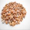 1/4lb (500+) Beautiful Tiny Peach Melissa Mini Shells Seashells (1/4"-1/2") Beach Craft Hobby Nautical view 1