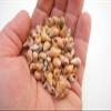 1/4lb (500+) Beautiful Tiny Peach Melissa Mini Shells Seashells (1/4"-1/2") Beach Craft Hobby Nautical view 3