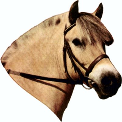 carstyling XXL Sticker Fjord Horse 125 x 110 mm