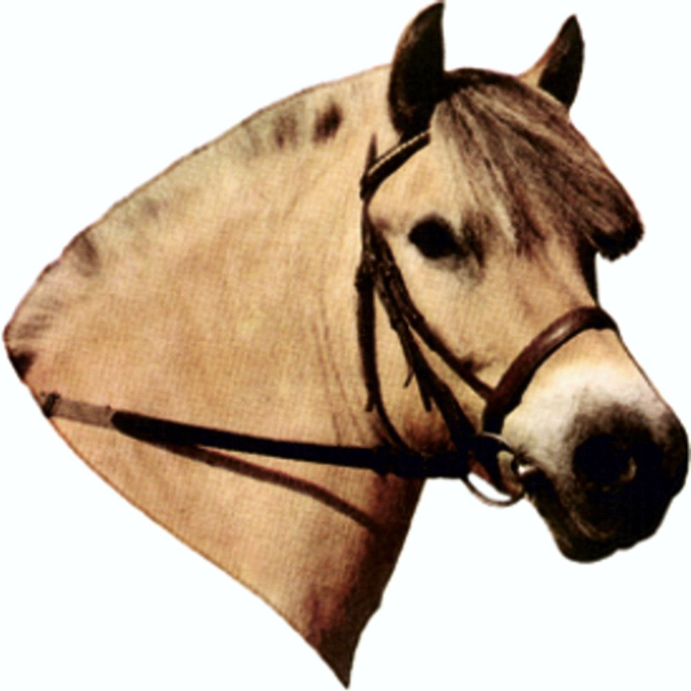 carstyling XXL Sticker Fjord Horse 125 x 110 mm