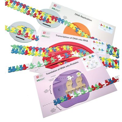 Flow of Genetic Information Kit