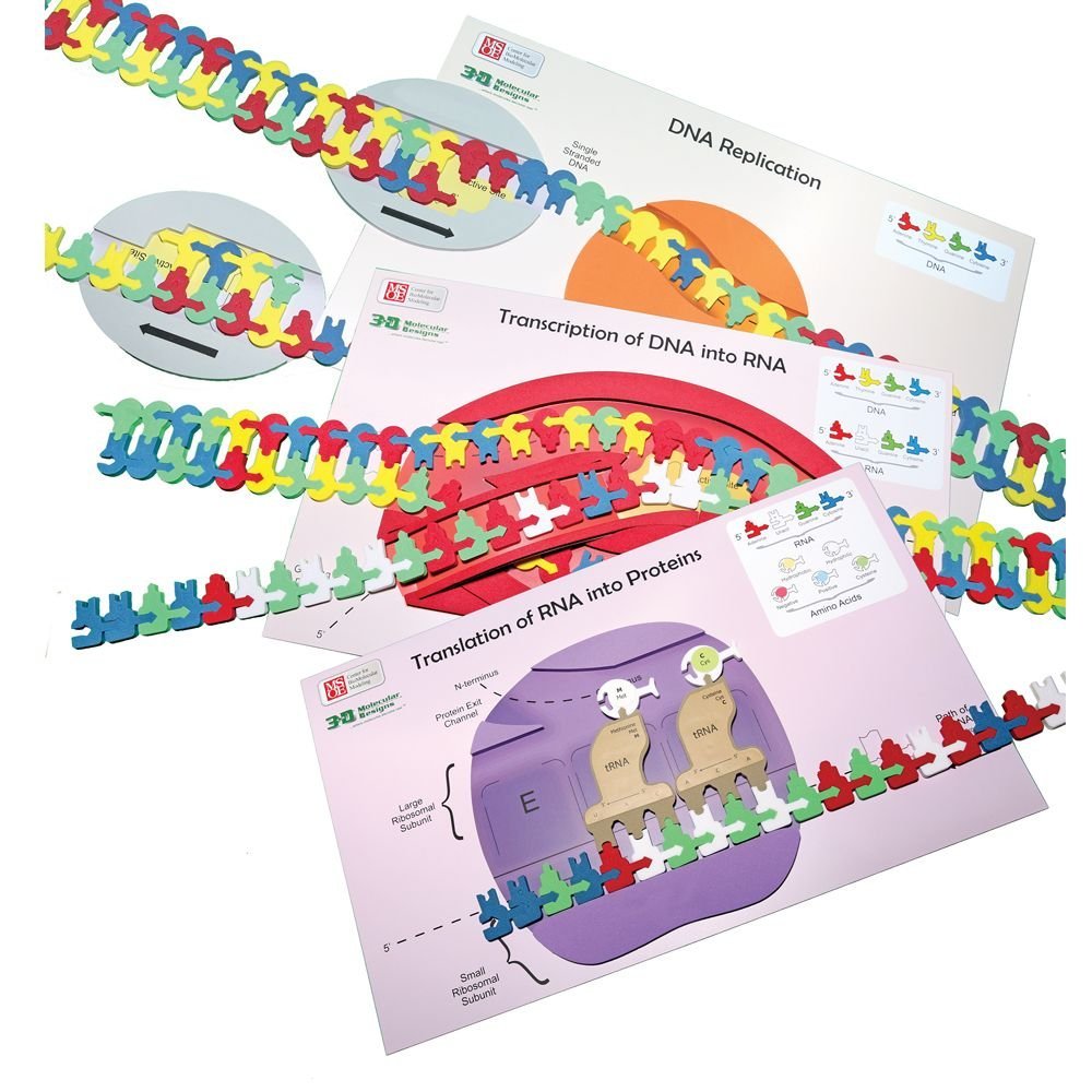 Flow of Genetic Information Kit