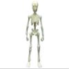 Pose skeleton human 03 ooky hit hit color series Moonlight light blue view 1