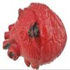 Bloody Scary Fake Human Brain Horrible Heart Organ for Trick Toys Halloween Props Festival Decoration Haunted House view 3