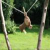 Efie Rattle monkey, controlled organic cultivation (organic), Made in Germany view 4