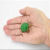 Turtle, Box Turtle, Pond Turtle, Plastic Reptile, Educational, Realistic, Hand Painted, Figure, Lifelike Model, Figurine, Replica, Gift, 2" F7001-B1 view 3