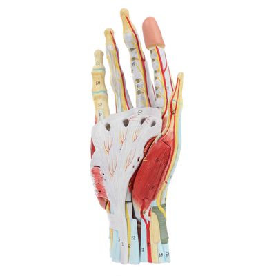 Axis Scientific Anatomy Model of Hand with Muscles, Ligaments, Nerves and Arteries | 7 Removable and Numbered Parts Show Internal Hand Detail and Structure | Includes Product Manual