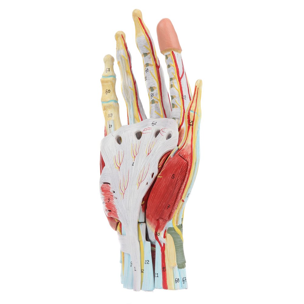 Axis Scientific Anatomy Model of Hand with Muscles, Ligaments, Nerves and Arteries | 7 Removable and Numbered Parts Show Internal Hand Detail and Structure | Includes Product Manual
