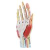Axis Scientific Anatomy Model of Hand with Muscles, Ligaments, Nerves and Arteries | 7 Removable and Numbered Parts Show Internal Hand Detail and Structure | Includes Product Manual view 1