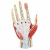 Axis Scientific Anatomy Model of Hand with Muscles, Ligaments, Nerves and Arteries | 7 Removable and Numbered Parts Show Internal Hand Detail and Structure | Includes Product Manual view 2