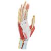 Axis Scientific Anatomy Model of Hand with Muscles, Ligaments, Nerves and Arteries | 7 Removable and Numbered Parts Show Internal Hand Detail and Structure | Includes Product Manual view 3