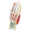Axis Scientific Anatomy Model of Hand with Muscles, Ligaments, Nerves and Arteries | 7 Removable and Numbered Parts Show Internal Hand Detail and Structure | Includes Product Manual view 4