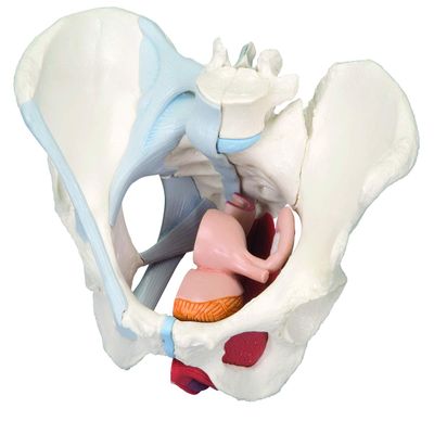 3B Scientific 3b Scientific Anatomical Model - Female Pelvis, 4-Part with Ligaments - Includes 3b Smart Anatomy