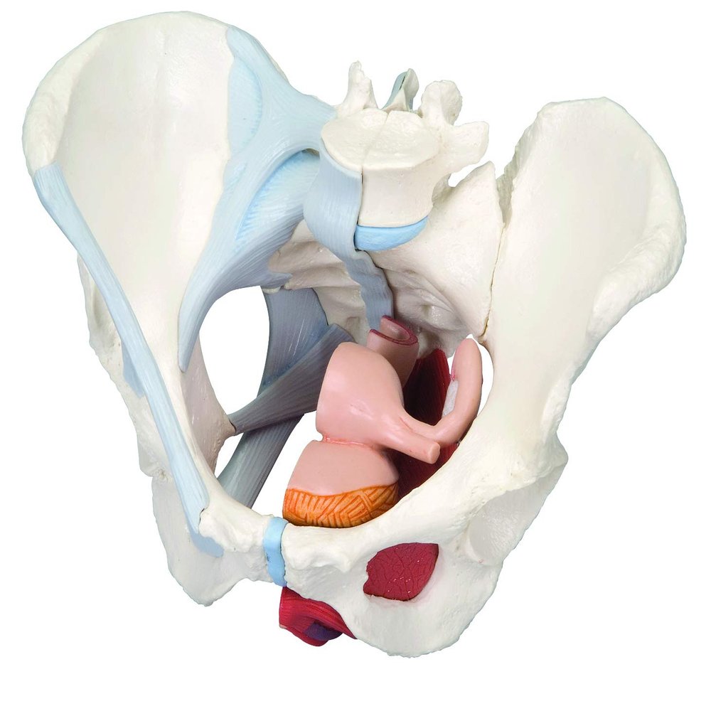 3B Scientific 3b Scientific Anatomical Model - Female Pelvis, 4-Part with Ligaments - Includes 3b Smart Anatomy