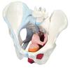 3B Scientific 3b Scientific Anatomical Model - Female Pelvis, 4-Part with Ligaments - Includes 3b Smart Anatomy view 1