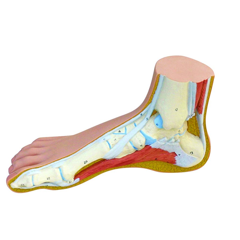 Anatomical Model: Normal Foot - 1 Each/Each - 12-4802